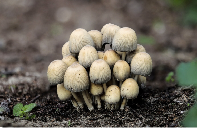 The Mind-Muscle Connection: How Psychedelics and Mindfulness Improve Athletic Performance